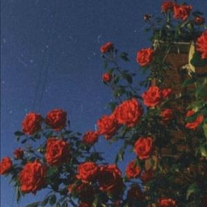 Meet your Posher, Julianna